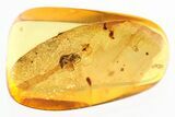 Detailed Fossil Wasp (Bethylidae) In Baltic Amber #328128-1
